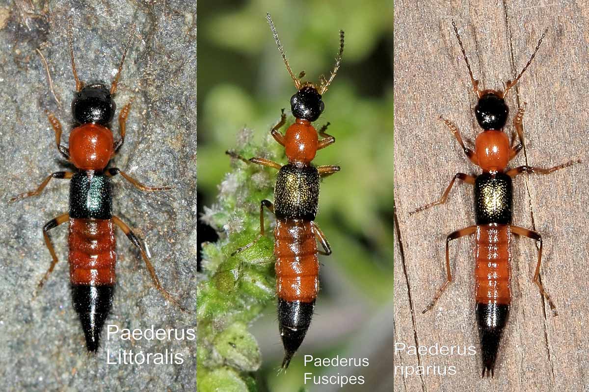 Staphylinidae: Paederus cfr. littoralis